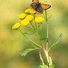 Kleiner Feuerfalter - Lycaena phlaeas