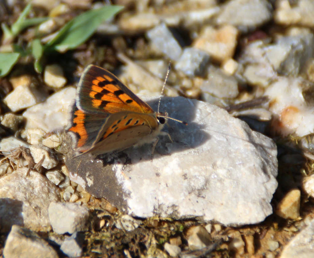 kleiner Feuerfalter (Lycaena phlaeas )