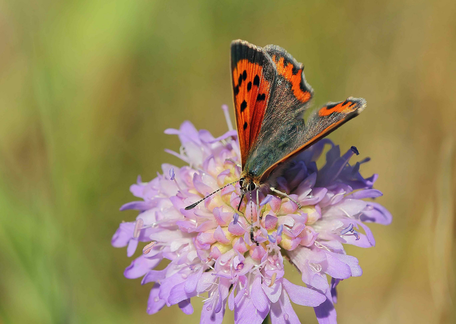 Kleiner Feuerfalter (Lycaena phlaeas)