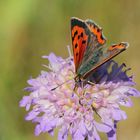 Kleiner Feuerfalter (Lycaena phlaeas)