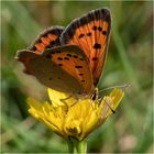 Kleiner Feuerfalter - Lycaena phlaeas -  .....