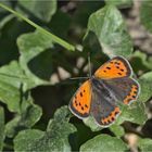 Kleiner Feuerfalter (Lycaena phlaeas)