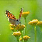 Kleiner Feuerfalter (Lycaena phlaeas)