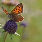 Kleiner Feuerfalter (Lycaena phlaeas)