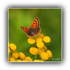 Kleiner Feuerfalter (Lycaena phlaeas)