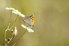 Kleiner Feuerfalter (Lycaena phlaeas)