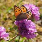 Kleiner Feuerfalter (Lycaena phlaeas)