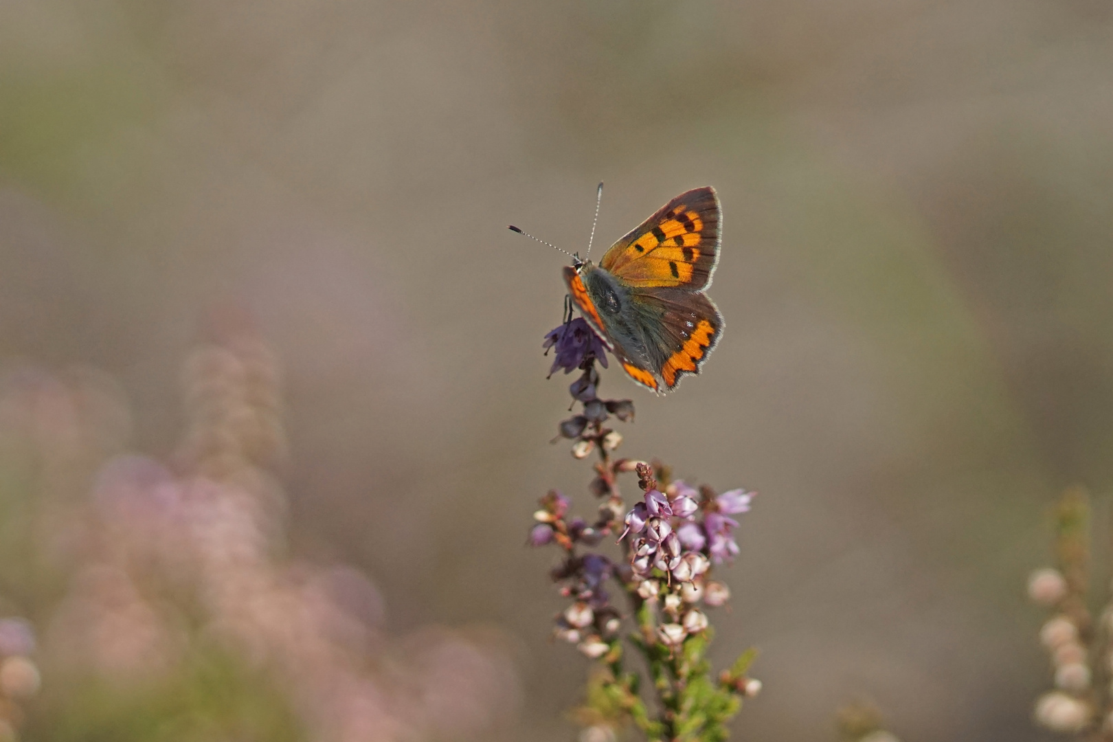 Kleiner Feuerfalter (Lycaena phlaeas)