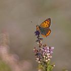 Kleiner Feuerfalter (Lycaena phlaeas)