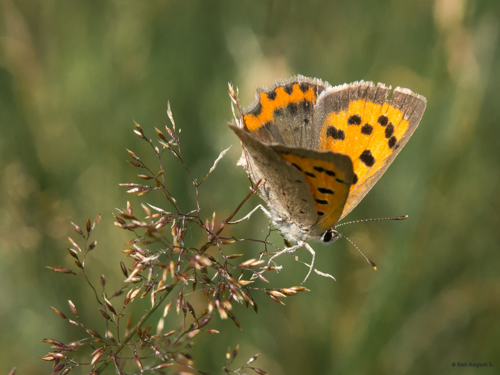 Kleiner Feuerfalter (Lycaena phlaeas)