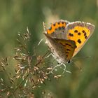 Kleiner Feuerfalter (Lycaena phlaeas)