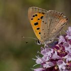 Kleiner Feuerfalter  (Lycaena phlaeas ) 