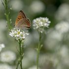 Kleiner Feuerfalter (Lycaena phlaeas)