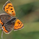 Kleiner Feuerfalter (Lycaena phlaeas)