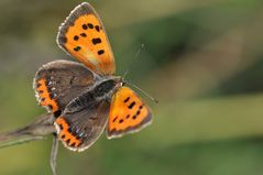 Kleiner Feuerfalter (Lycaena phlaeas)