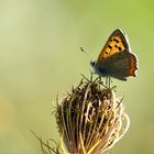 Kleiner Feuerfalter (Lycaena phlaeas)