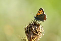 Kleiner Feuerfalter (Lycaena phlaeas)