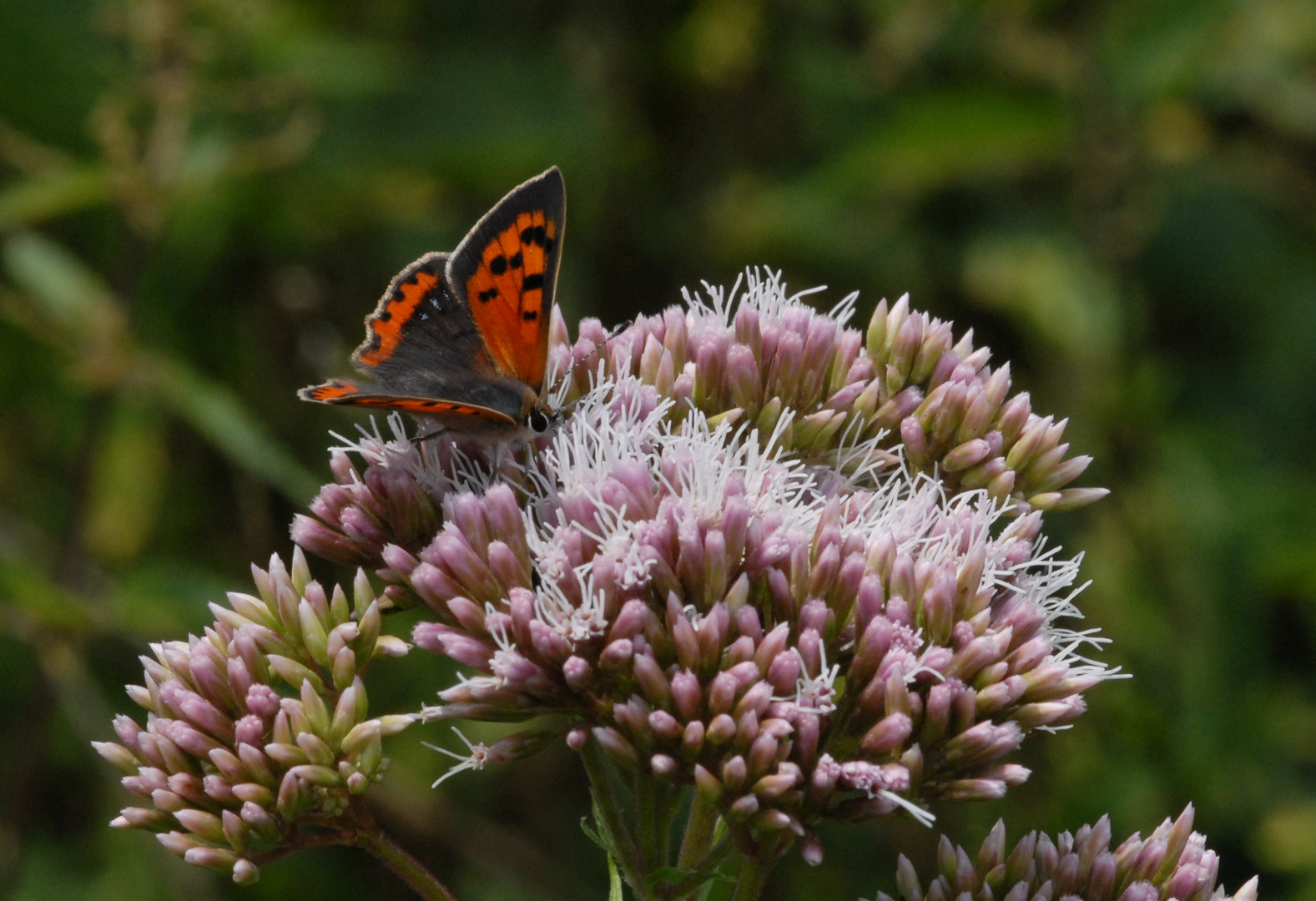 ,, Kleiner Feuerfalter ( Lycaena phlaeas ) ,,