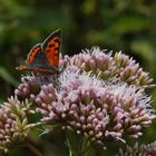 ,, Kleiner Feuerfalter ( Lycaena phlaeas ) ,,