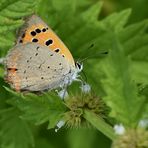 Kleiner Feuerfalter - (Lycaena phlaeas)