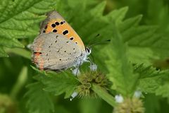 Kleiner Feuerfalter - (Lycaena phlaeas)