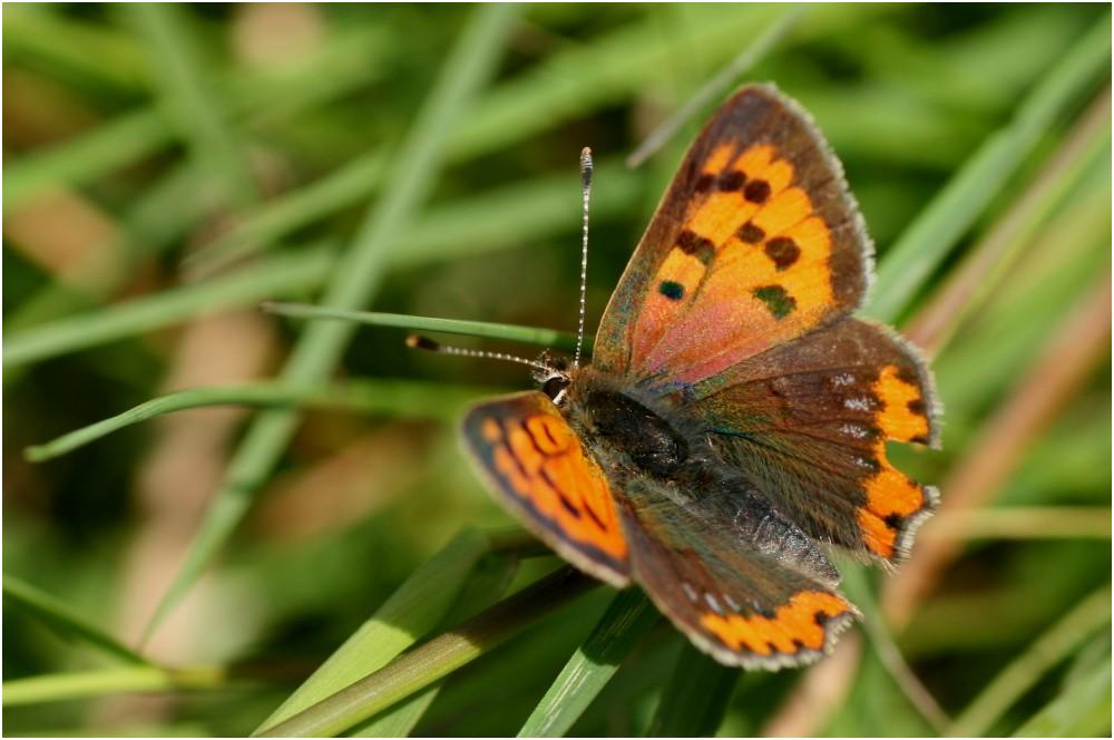 Kleiner Feuerfalter (Lycaena phlaeas)