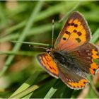 Kleiner Feuerfalter (Lycaena phlaeas)