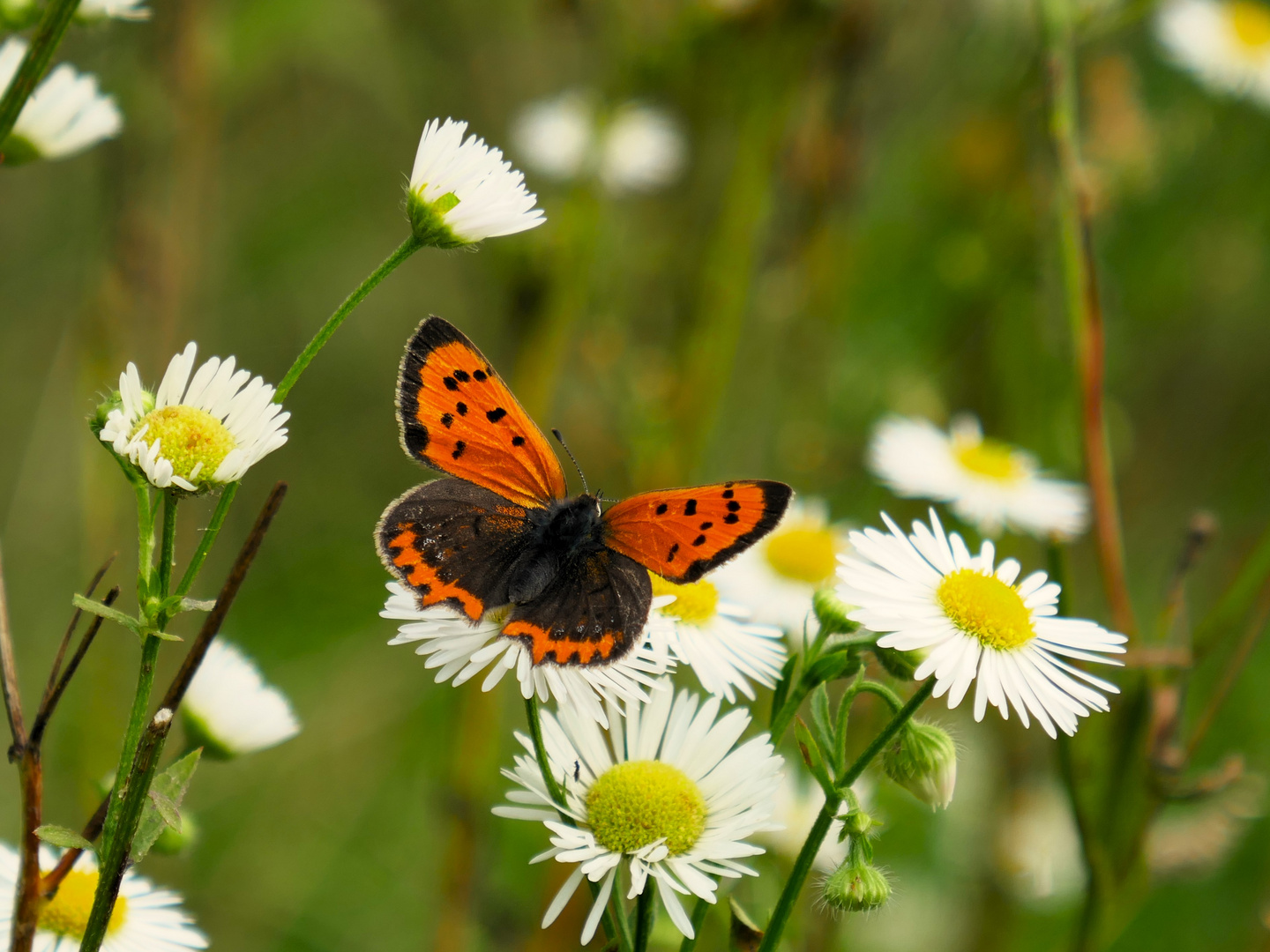 Kleiner Feuerfalter, Lycaena phlaeas, geöffnet