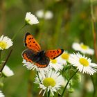 Kleiner Feuerfalter, Lycaena phlaeas, geöffnet