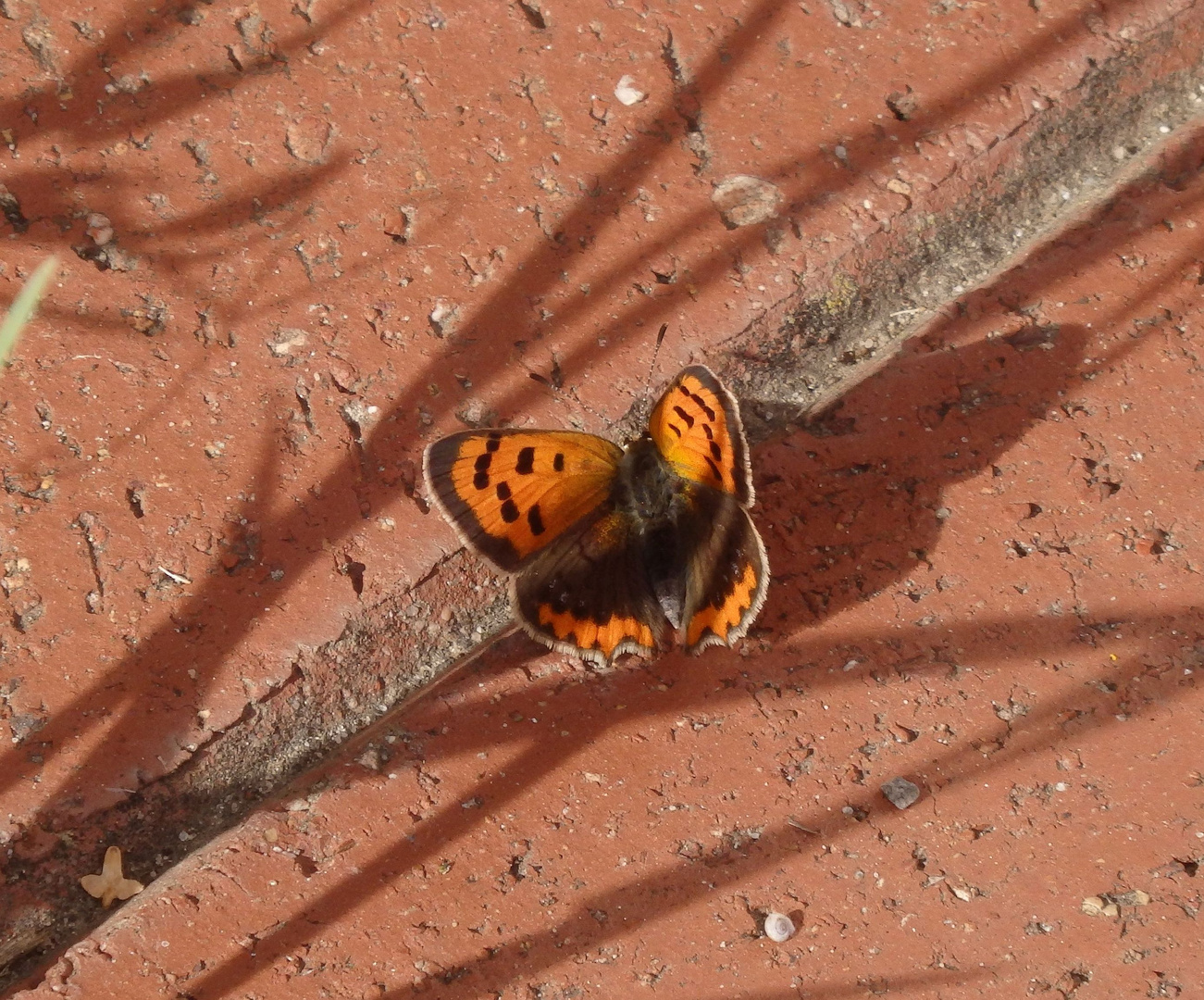 Kleiner Feuerfalter (Lycaena phlaeas) im heimischen Garten