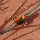 Kleiner Feuerfalter (Lycaena phlaeas) im heimischen Garten