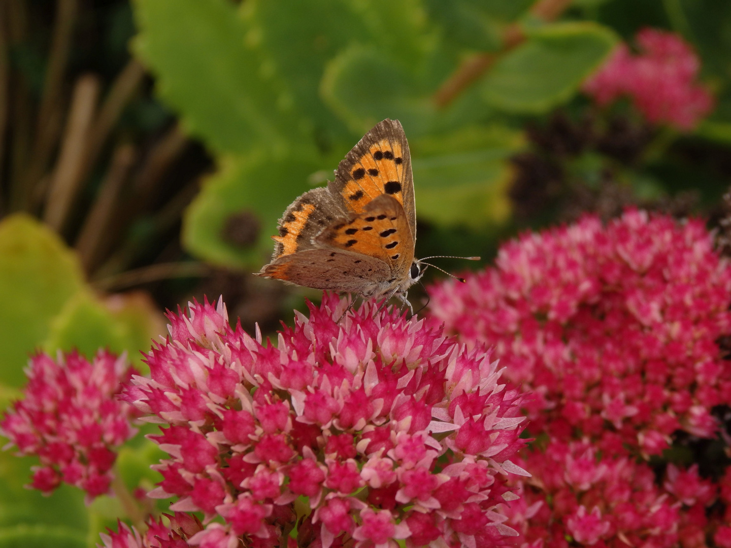 Kleiner Feuerfalter (Lycaena phlaeas) im heimischen Garten