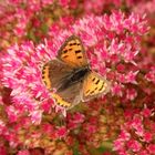 Kleiner Feuerfalter (Lycaena phlaeas) im heimischen Garten