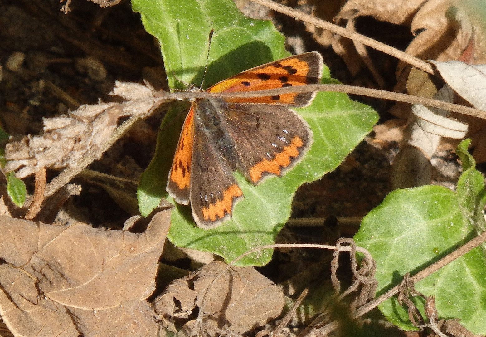 Kleiner Feuerfalter (Lycaena phlaeas) im heimischen Garten