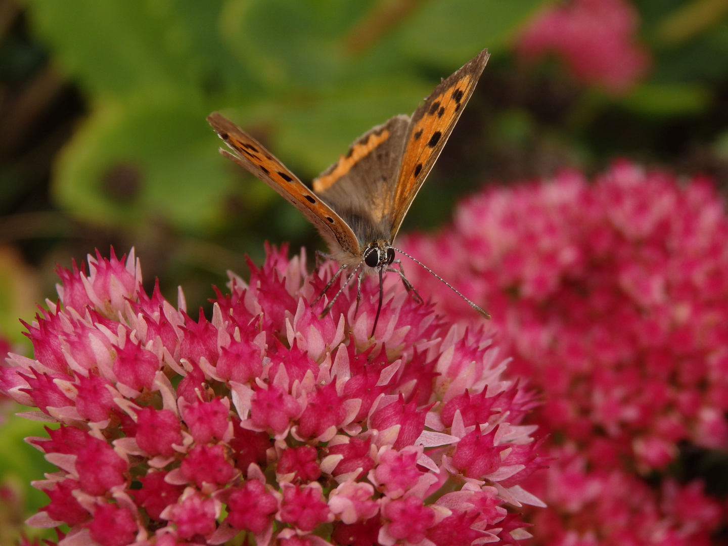 Kleiner Feuerfalter (Lycaena phlaeas) im heimischen Garten