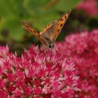 Kleiner Feuerfalter (Lycaena phlaeas) im heimischen Garten