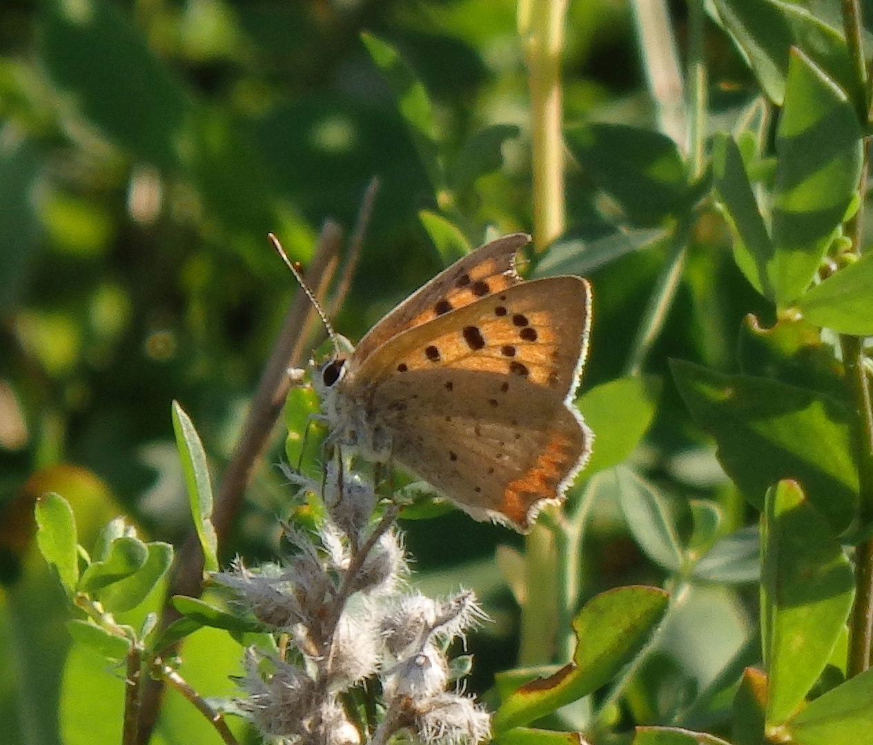 Kleiner Feuerfalter (Lycaena phlaeas) in Münster-Mauritz