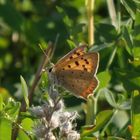 Kleiner Feuerfalter (Lycaena phlaeas) in Münster-Mauritz