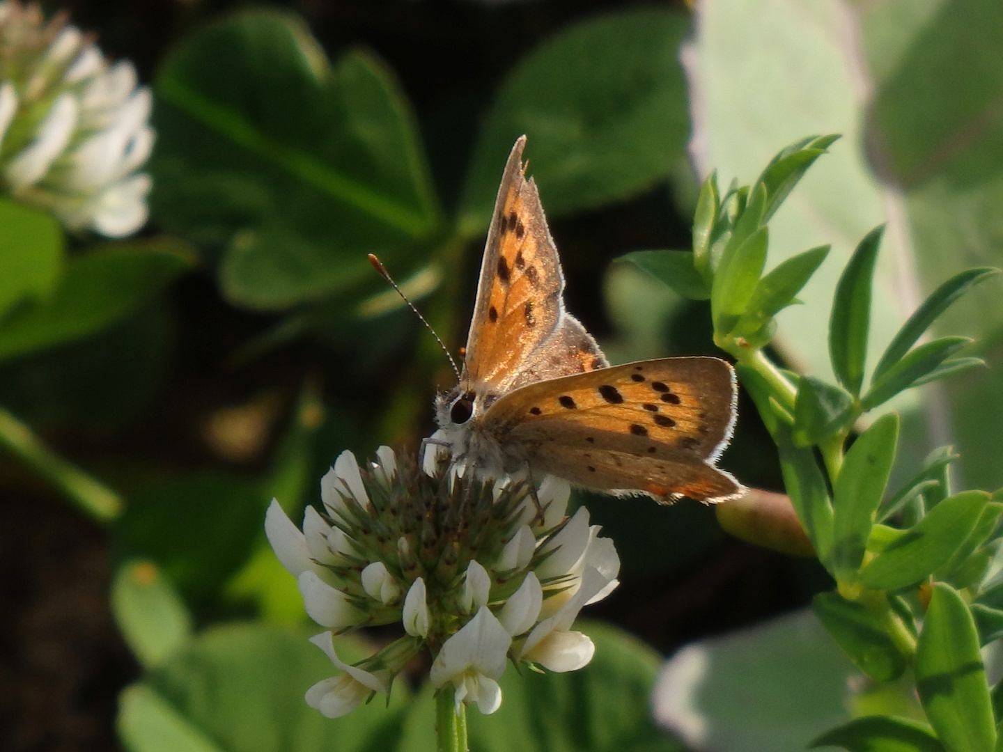 Kleiner Feuerfalter (Lycaena phlaeas) in Münster-Mauritz