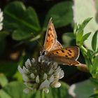 Kleiner Feuerfalter (Lycaena phlaeas) in Münster-Mauritz