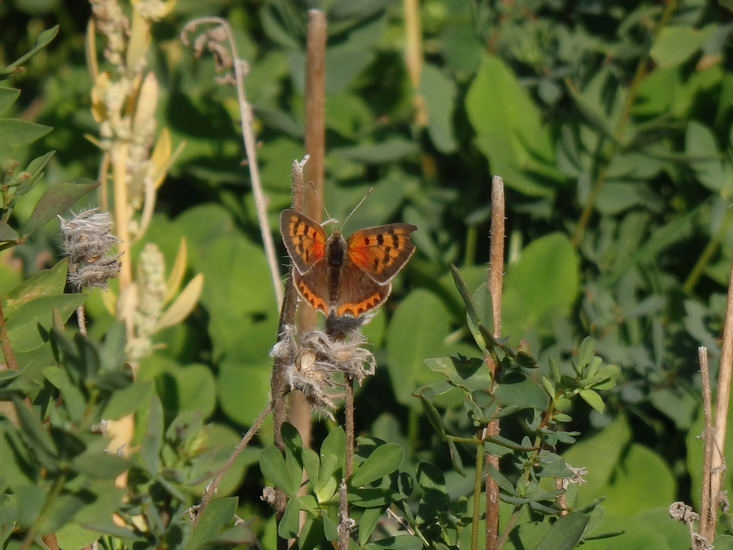 Kleiner Feuerfalter (Lycaena phlaeas) in Münster-Mauritz