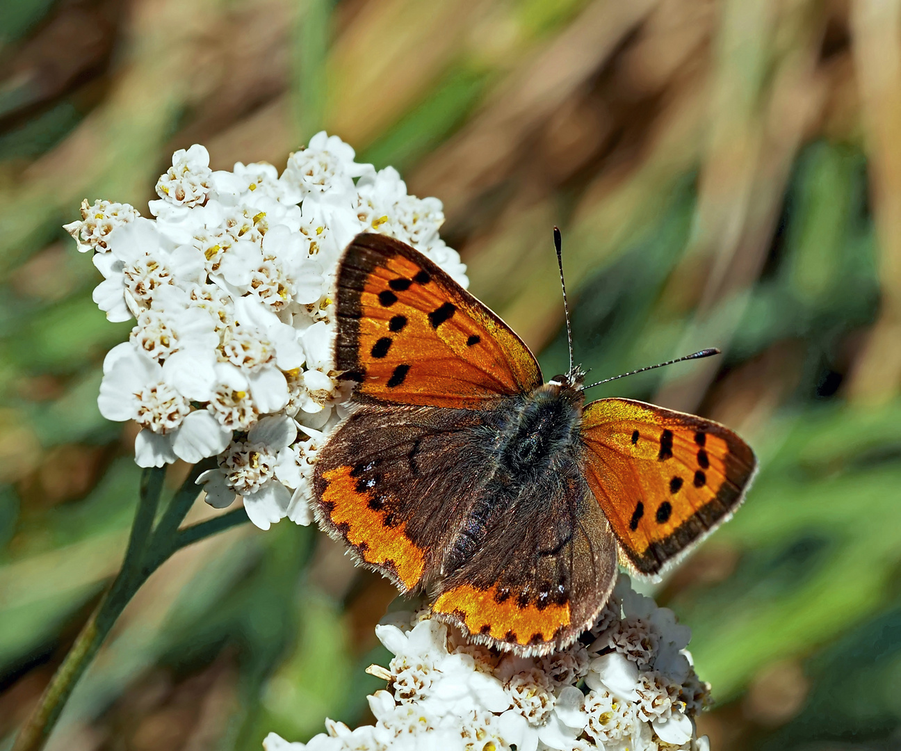 Kleiner Feuerfalter (Lycaena phlaeas) - Le Cuivré commun ou Bronzé.