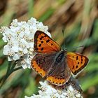 Kleiner Feuerfalter (Lycaena phlaeas) - Le Cuivré commun ou Bronzé.