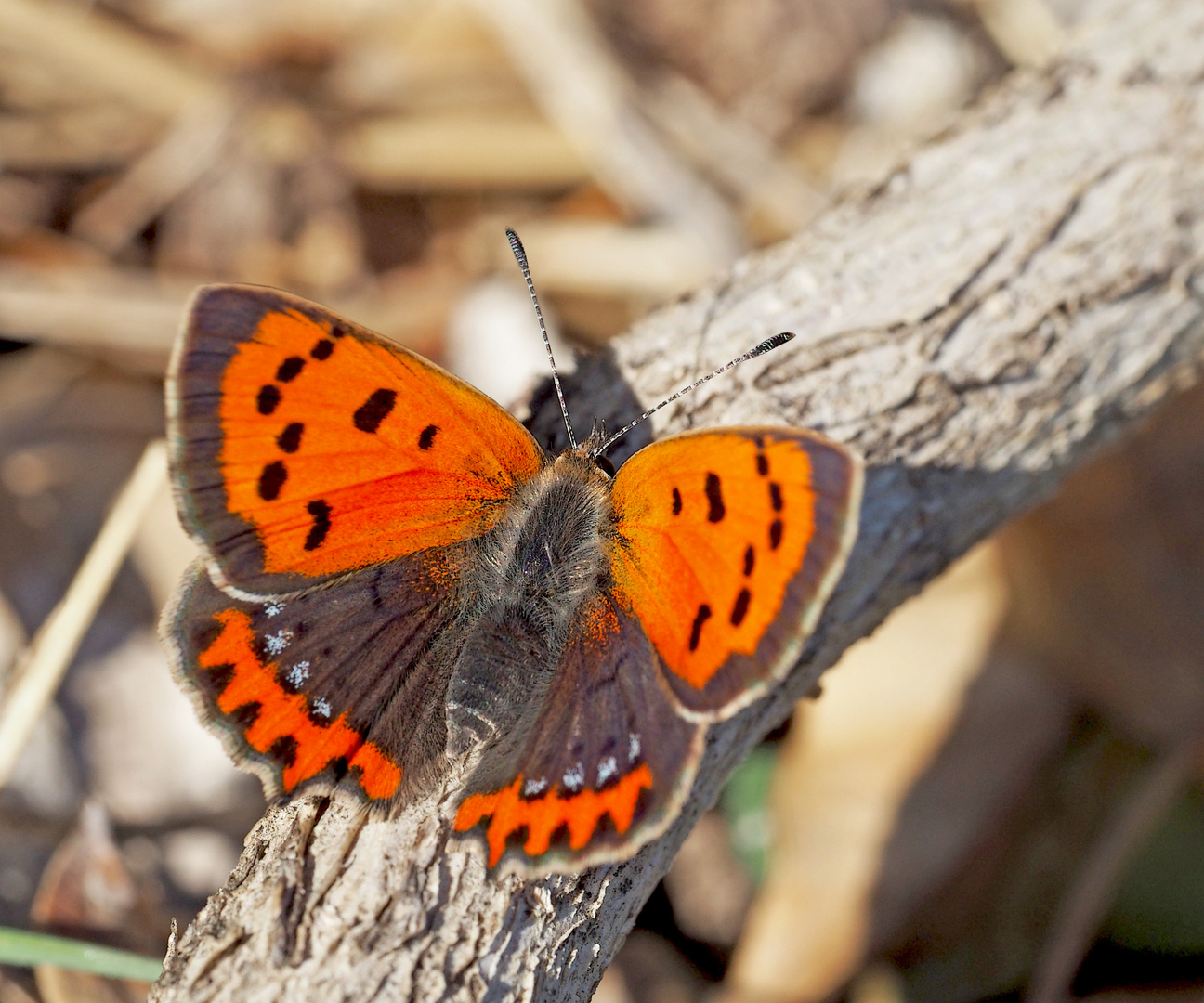 Kleiner Feuerfalter (Lycaena phlaeas) - Le Cuivré commun ou Bronzé.