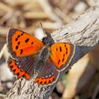 Kleiner Feuerfalter (Lycaena phlaeas) - Le Cuivré commun ou Bronzé.