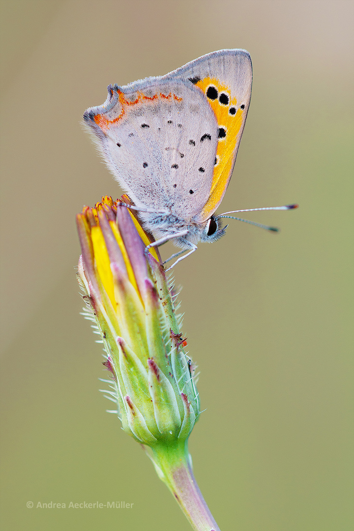 Kleiner Feuerfalter / Lycaena phlaeas (ND)