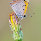 Kleiner Feuerfalter / Lycaena phlaeas (ND)