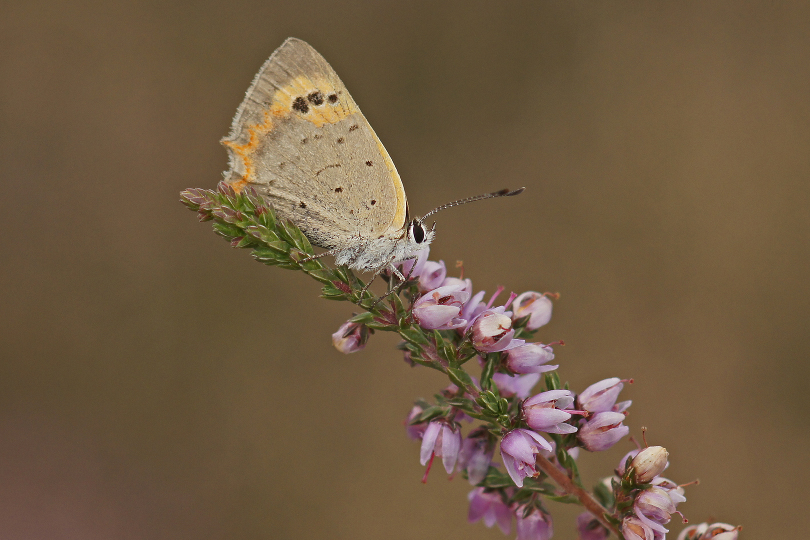 Kleiner Feuerfalter (Lycaena phlaeas) ruhend