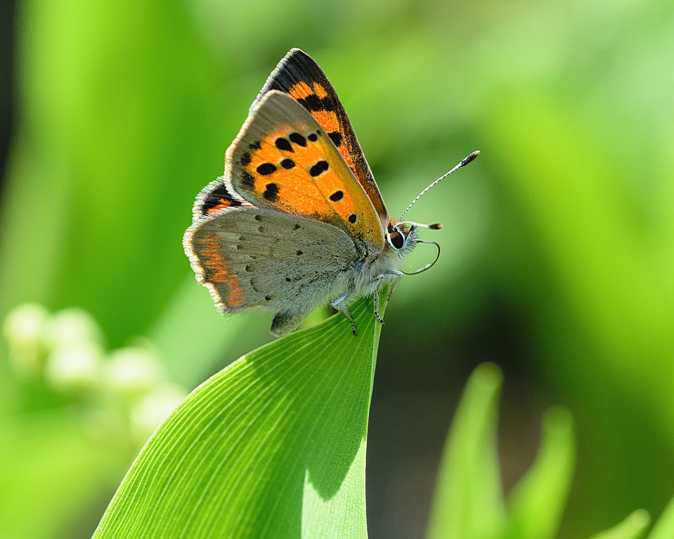 Kleiner Feuerfalter (Lycaena phlaeas), small copper