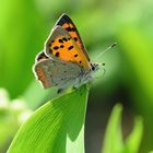 Kleiner Feuerfalter (Lycaena phlaeas), small copper